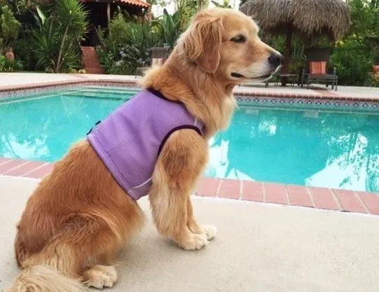 Cooling Vest